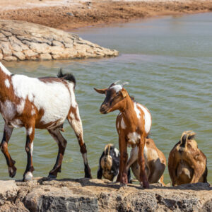 Furry Friends by Camille Massida Photography